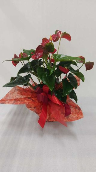 Anthurium rosso vaso 17