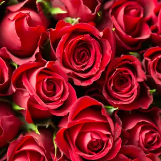 Rosas vermelhas unidade