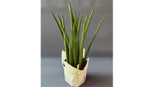 Sansewiera