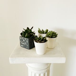 Suculentas Mini Sorpresa + Tieso cerámica incluido