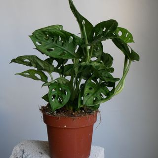 Монстера Манкі 25 см