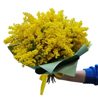 Bukiet z 5 gałązek mimozy z kryzą 