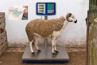 01281790 - 70 Kg