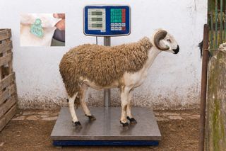 01281790 - 70 Kg