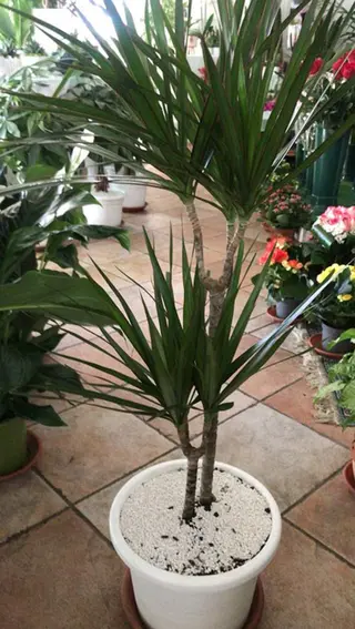Dracaena Pianta da interno
