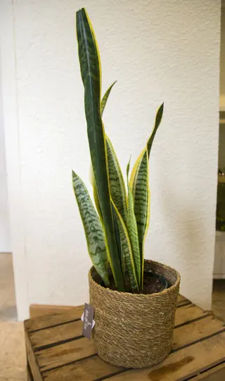 Planta Sansevieria