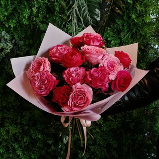 15 Trandafiri de gradina "Black friday"