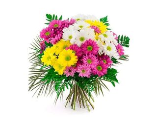 Margaritas De Colores