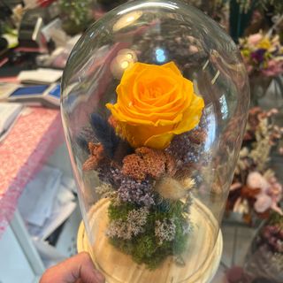 cúpula con rosa amarilla preservada