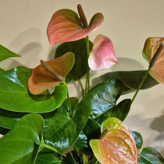 Mini anthurium