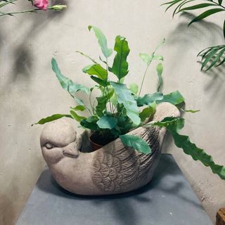 Maceta De Pajarito Y Planta