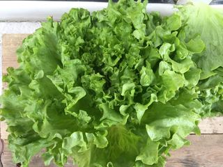 Зелена салата