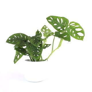 Monstera Adansonii