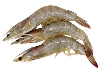 Королевська креветка (100g)