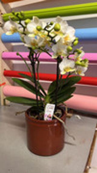 ORCHIDEA BIANCA