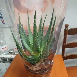 Aloe vera