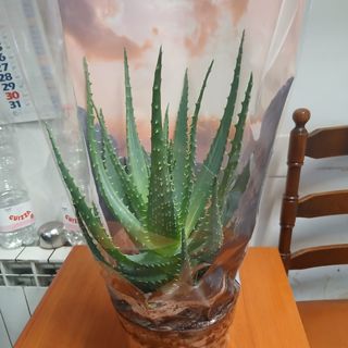 Aloe vera