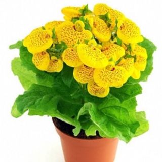 Calceolaria