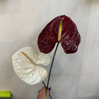 ანთორიუმი