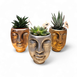 Pianta grassa in vaso face