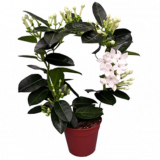 Iasomie de Madagascar