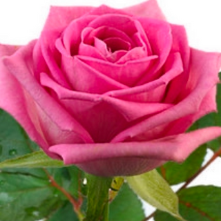 1 różowa róża PREMIUM