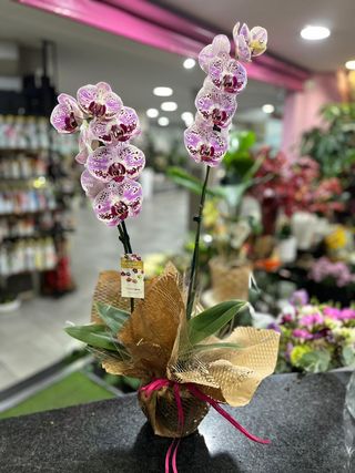 Orquídea Phaleanopsis