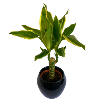 Yucca