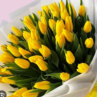 Yellow tulips