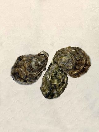 Ostra Francia Nº2 (1 Ud.)