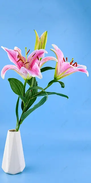 giglio rosa