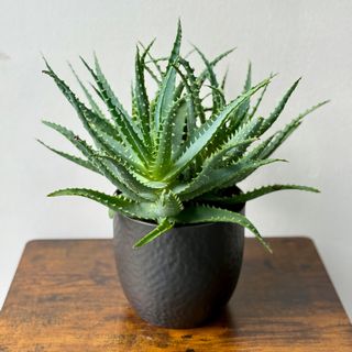 Planta Aloe Vera
