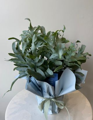 Blue Fern (Phlebodium)