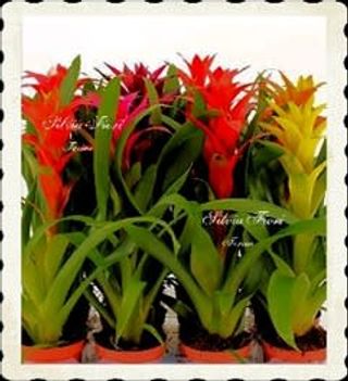 Guzmania bromeliacea colorata