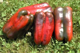 Peperoni Imbottiti 1kg
