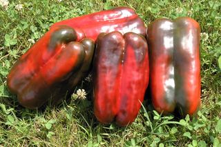 Peperoni Imbottiti 1kg