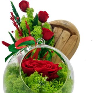 Trandafir criogenat in cupola Uca70