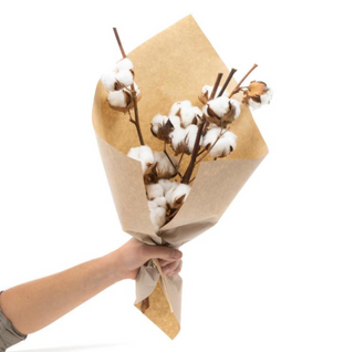 Ramos De Flor De Algodón