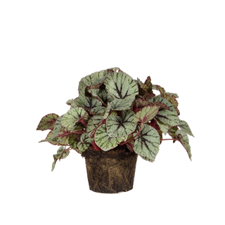 Begonia 