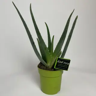 Алоэ (35см)
