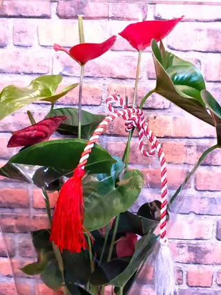 Anthurium la ghiveci