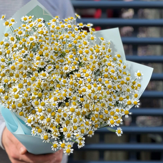 Bukiet rumianku rozmiar średni 