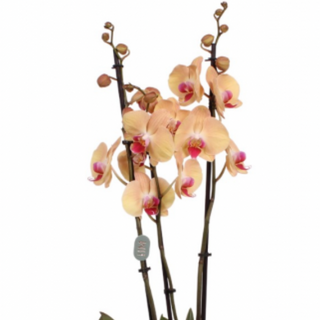 Orquídea Grande "Anthura" (Blanca y Fucsia)