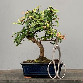 Bonsái Zelkova BonsaiGranada Foto Genérica 8 años