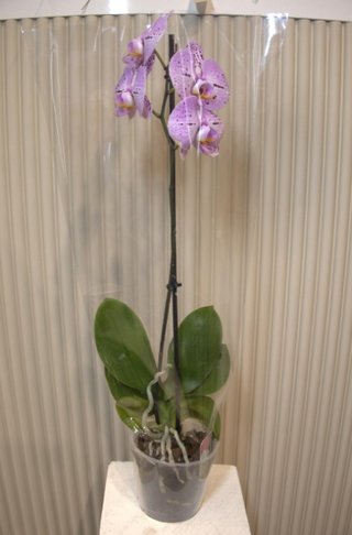 Orhideja  saksijska biljka