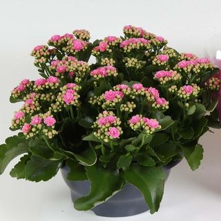 kalancola-ciotola-v-23