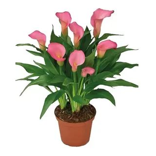 calla pianta