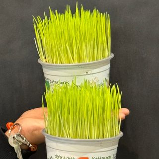 Hierba de gato  unidad