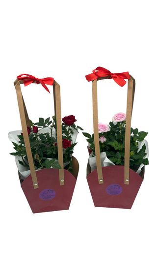 Trandafiri la ghiveci