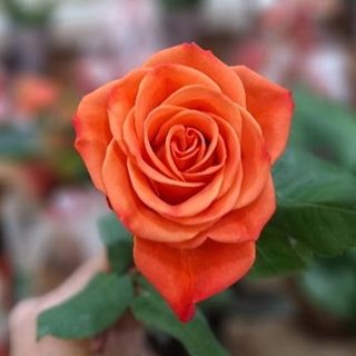 Rosa Naranja suelta (unidad)